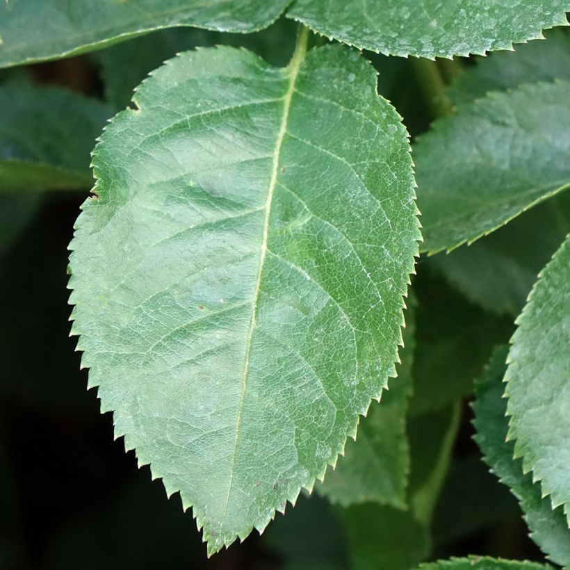 Rosa Raffaello - Edelrose (Foliage)
