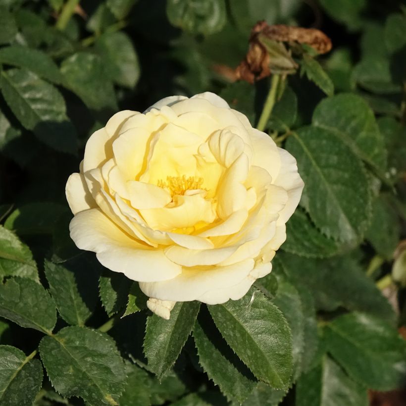 Rosa Raffaello - Edelrose (Flowering)