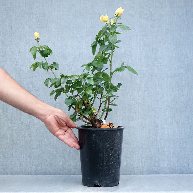 Example of Rosa Raffaello - Edelrose Topf mit 4L/5L as you get in ete