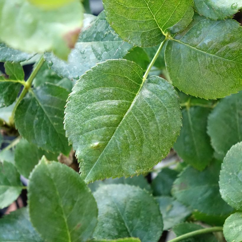 Rosa Ragazza Adalekov - Edelrose (Laub)