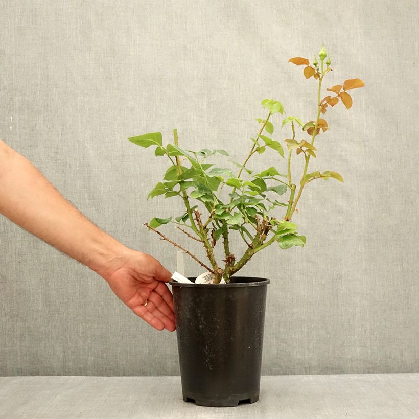 Exemplar von Rosa Ragazza Adalekov - Edelrose Topf mit 4L/5L wie im Sommer geliefert