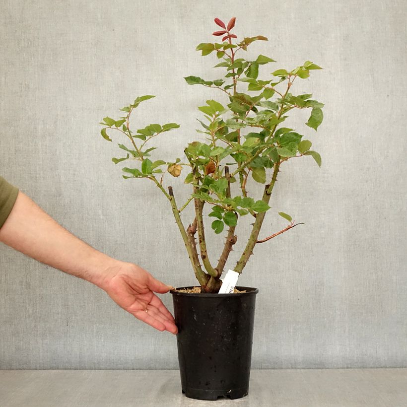 Exemplar von Rosa Rallye des Gazelles - Edelrose Topf mit 4L/5L wie im Frühjahr geliefert