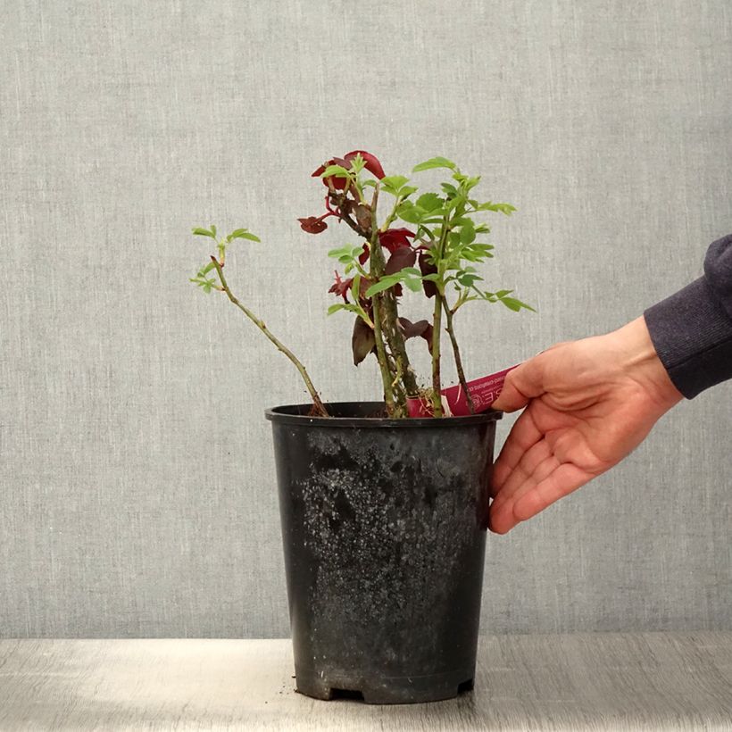 Example of Rosa Reine des Parfums - Edelrose Topf mit 4L/5L as you get in printemps