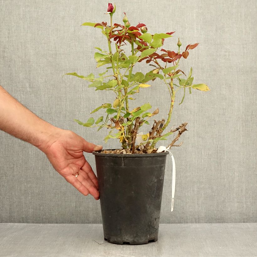 Example of Rosa Roi de Coeur - Edelrose Topf mit 4L/5L as you get in ete
