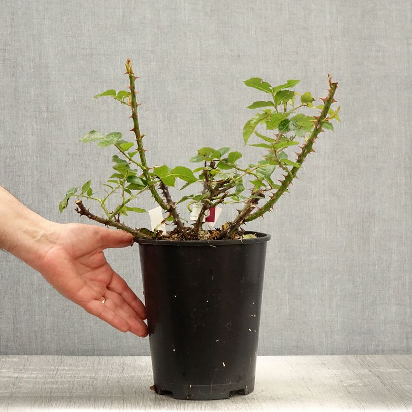 Example of Rosa Rose Alleyson - Edelrose Topf mit 4L/5L as you get in printemps