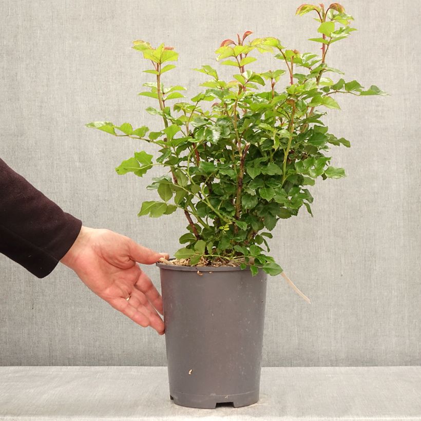 Exemplar von Rosa Rose der Hoffnung - Edelrose Topf mit 4L/5L wie im Frühjahr geliefert