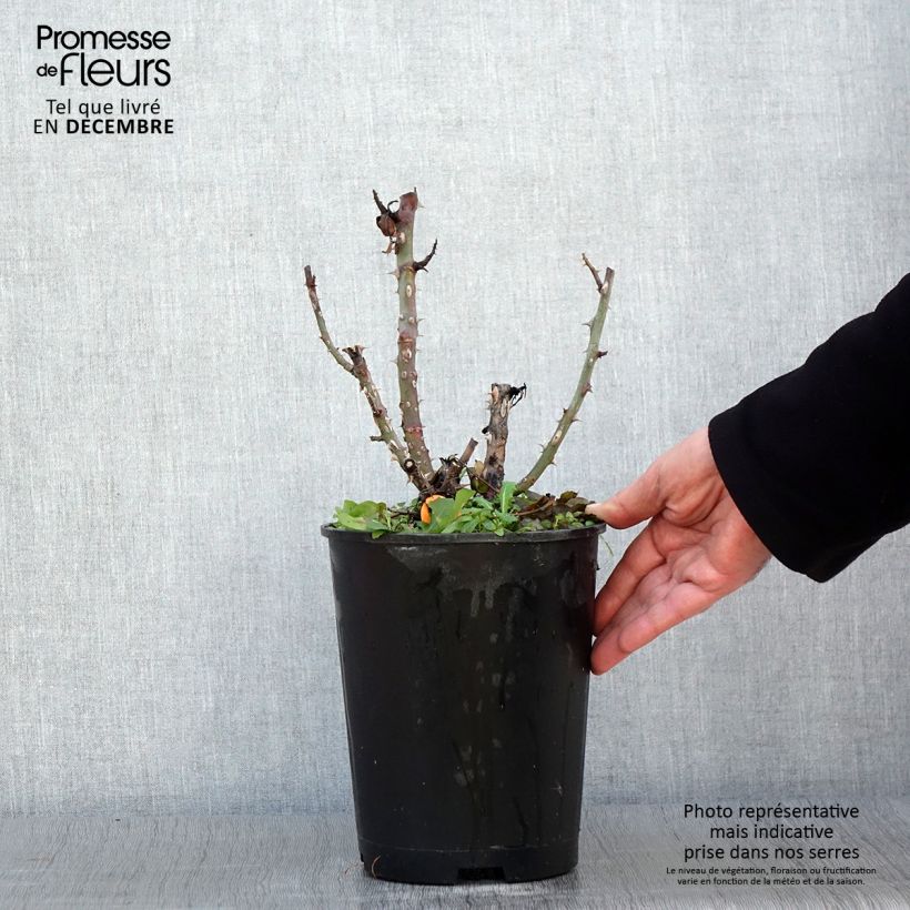 Exemplar von Rosier à grandes fleurs Ruban Rouge Pot de 4L/5L wie im Herbst geliefert