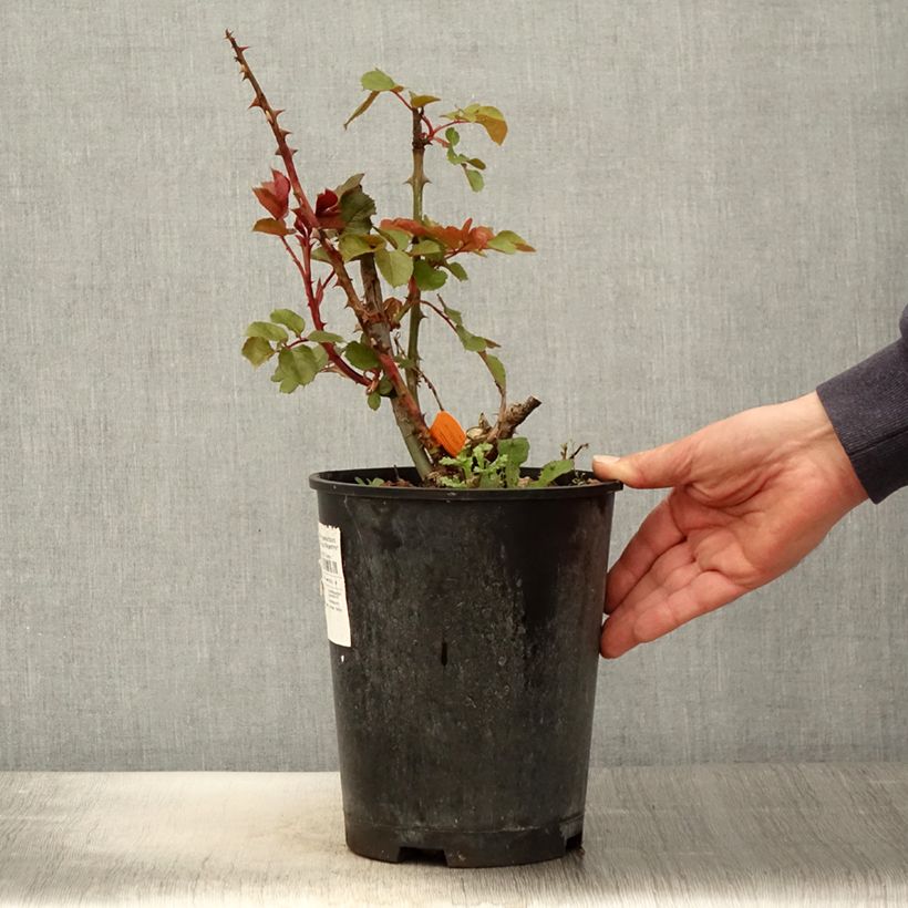 Exemplar von Rosa Ruban Rouge - Edelrose Topf mit 4L/5L wie im Frühjahr geliefert