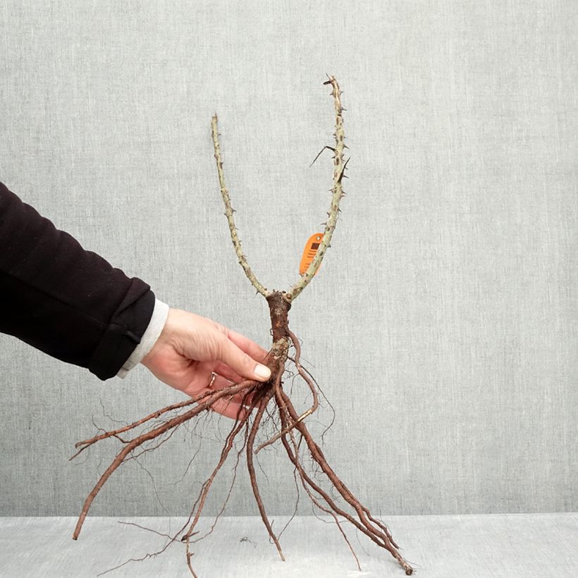 Exemplar von Rosa Ruban Rouge - Edelrose Wurzelnackt wie im Winter geliefert