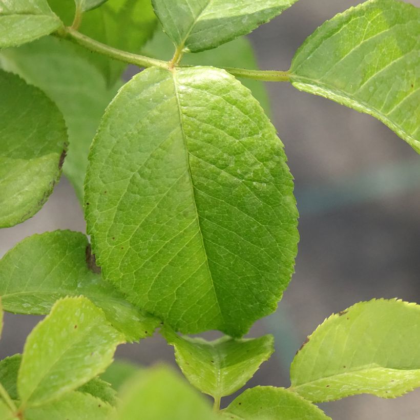 Rosa Sandrine Quétier - Edelrose (Foliage)