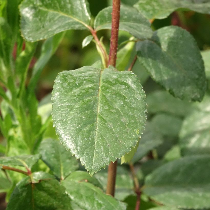 Rosa Schwarze Madonna - Edelrose (Laub)