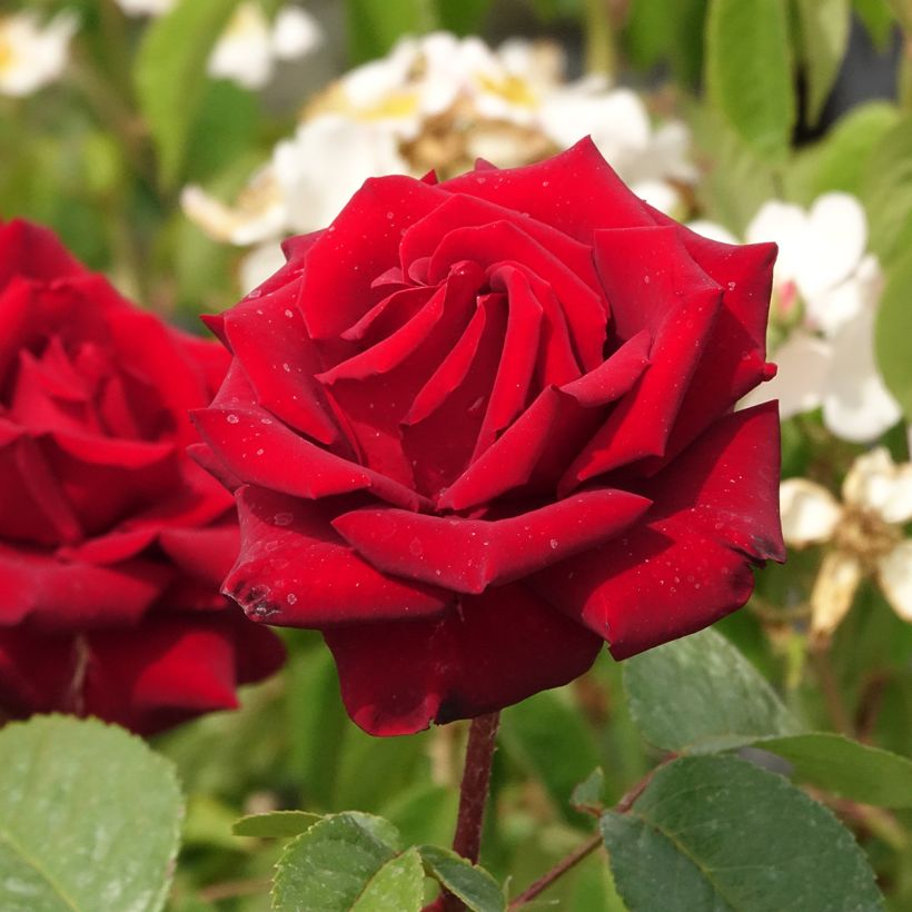 Rosa Schwarze Madonna - Edelrose (Blüte)