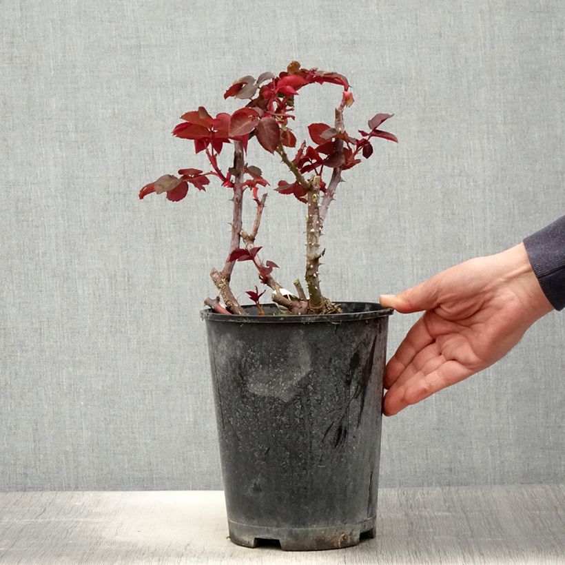 Example of Rosa Simone Veil - Edelrose Topf mit 4L/5L as you get in printemps