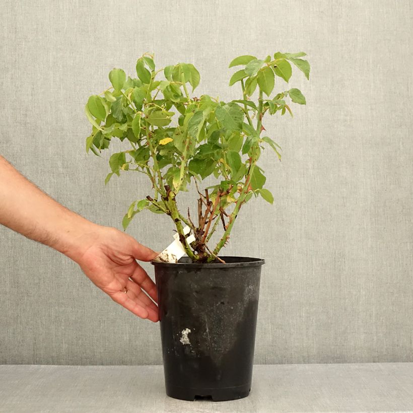 Example of Rosa Sophia Renaissance - Edelrose Topf mit 4L/5L as you get in ete