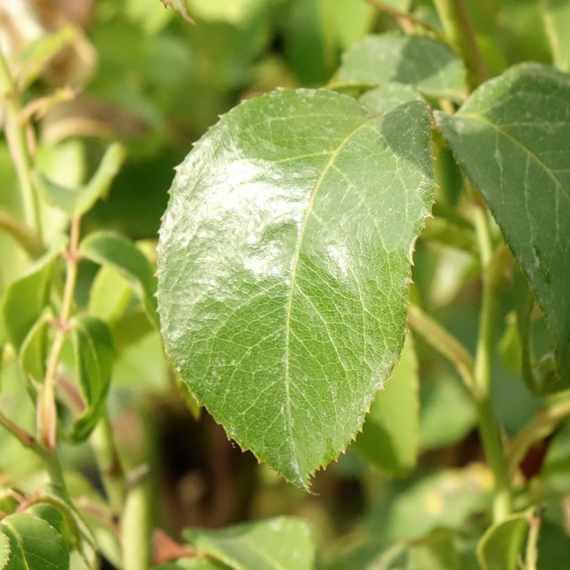 Rosa Sophia Renaissance - Edelrose (Foliage)