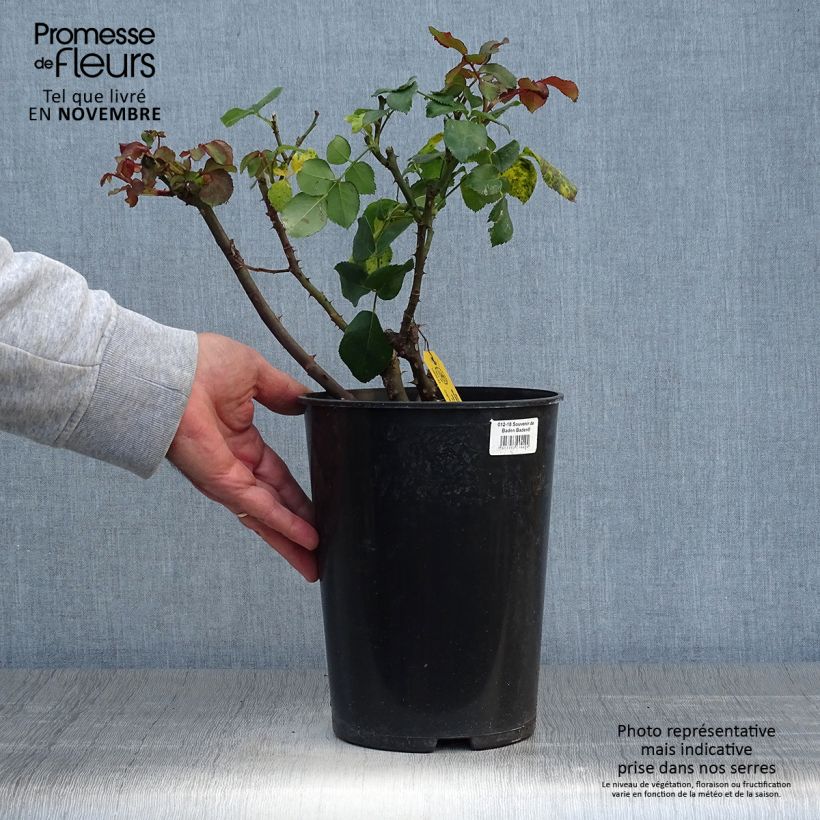 Exemplar von Rosa Souvenir de Baden-Baden - Edelrose Topf mit 4L/5L wie im Herbst geliefert