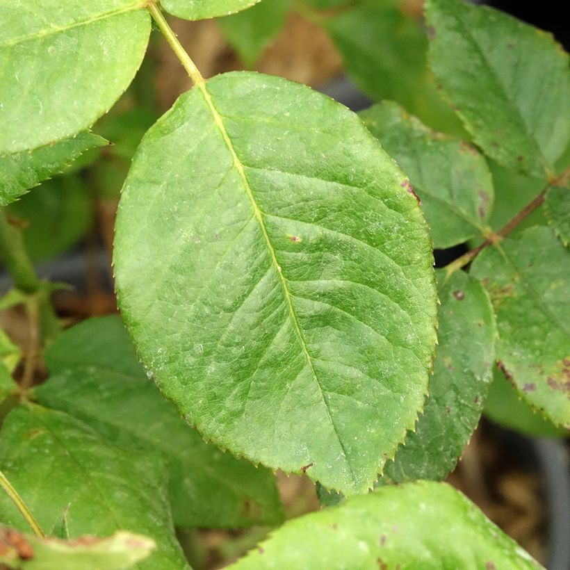 Rosa Sweet Eureka - Edelrose (Laub)