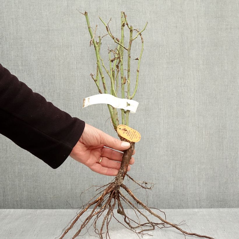 Example of Rosa Sweet Eureka - Edelrose Wurzelnackt as you get in hiver