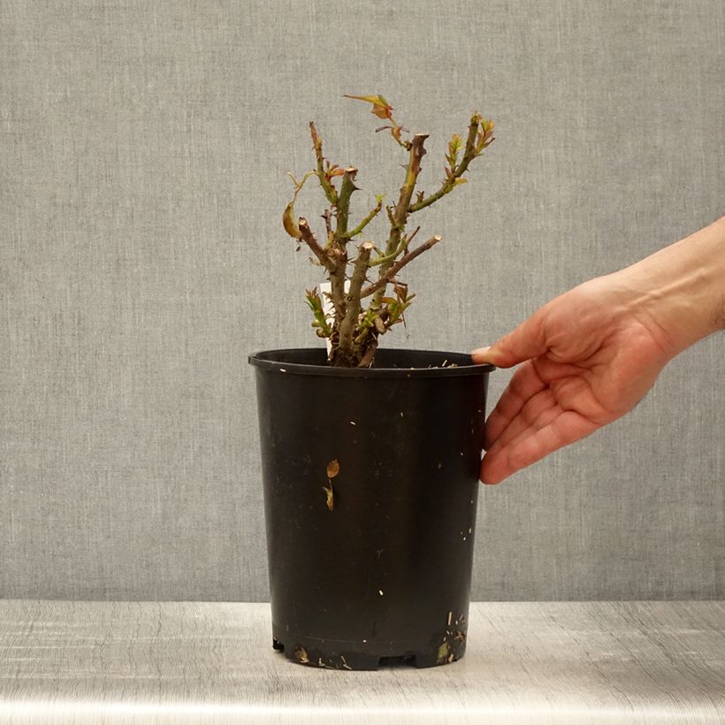 Exemplar von Rosa Terra Botanica - Edelrose Topf mit 4L/5L wie im Frühjahr geliefert