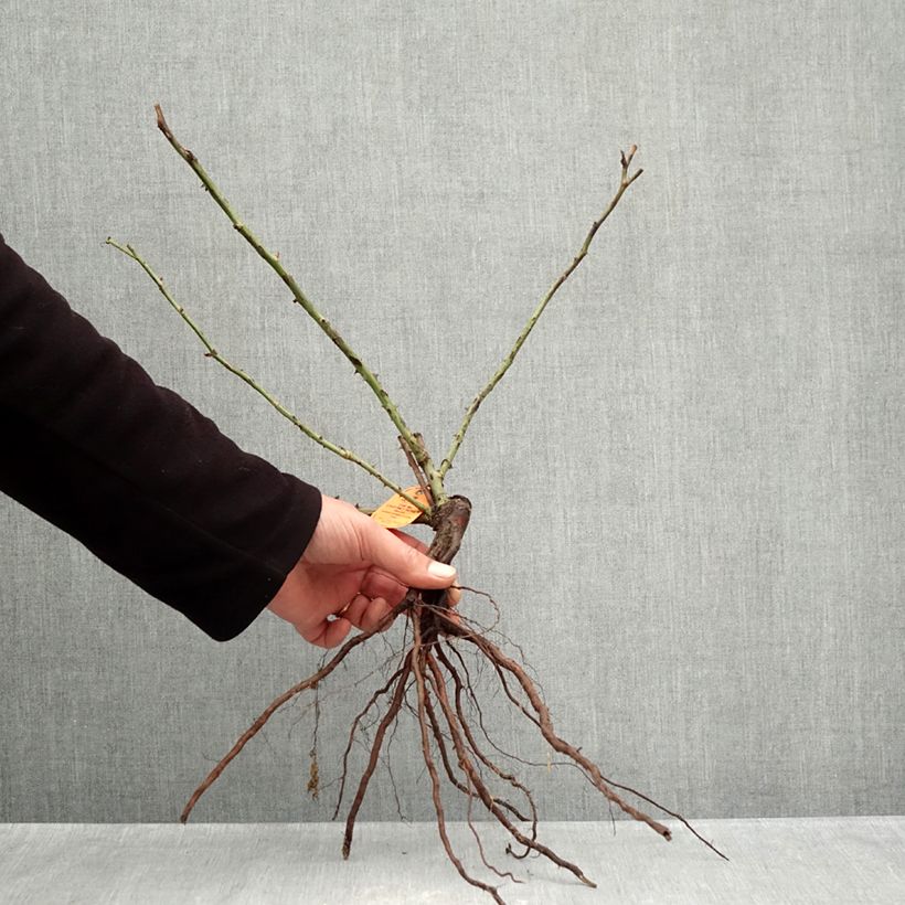 Exemplar von Rosa The McCartney Rose - Edelrose Wurzelnackt wie im Winter geliefert