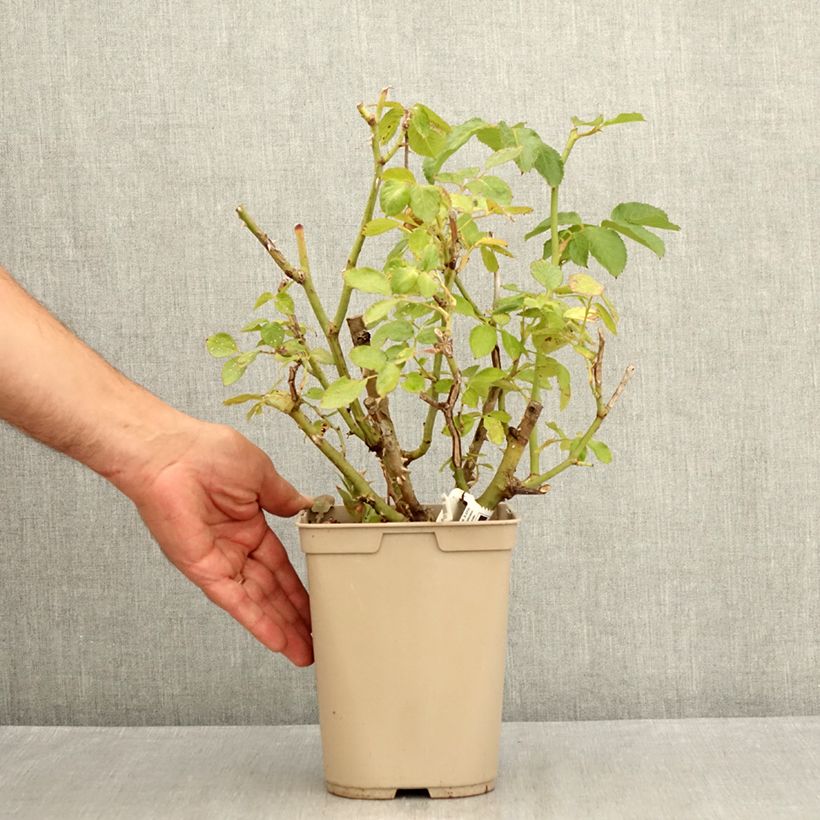 Exemplar von Rosa Thierry Marx - Edelrose Topf mit 3L/4L wie im Sommer geliefert