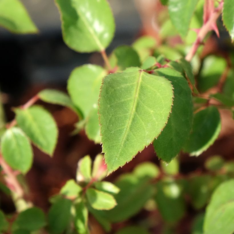 Rosa Thierry Marx - Edelrose (Foliage)