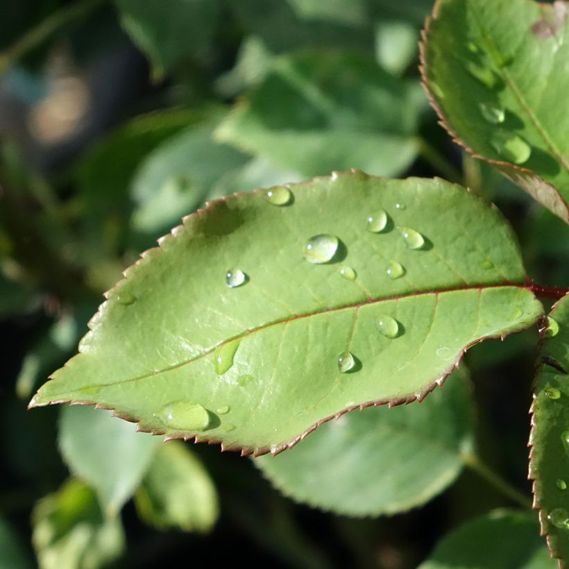 Rosa Tobago Odore - Edelrose (Laub)