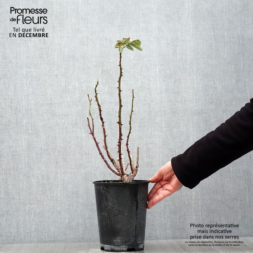 Exemplar von Rosier à grandes fleurs Traviata Pot de 4L/5L wie im Herbst geliefert