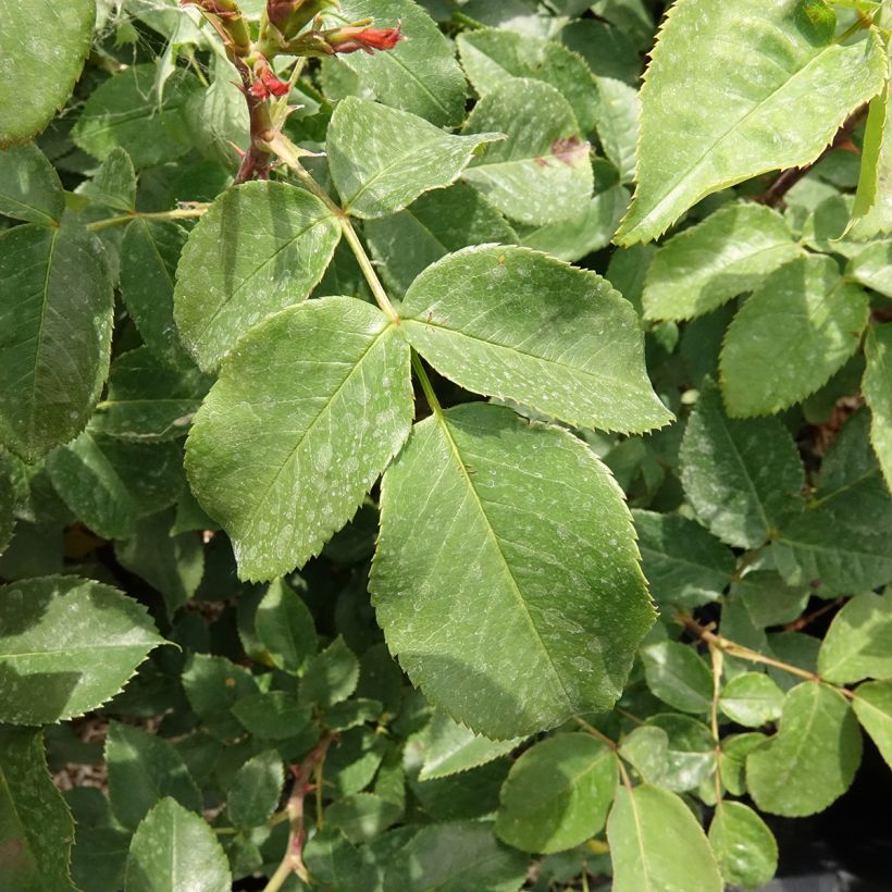 Rosa Velasquez - Edelrose (Laub)