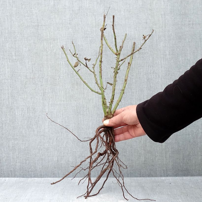 Exemplar von Rosa Velasquez - Edelrose Wurzelnackt wie im Winter geliefert