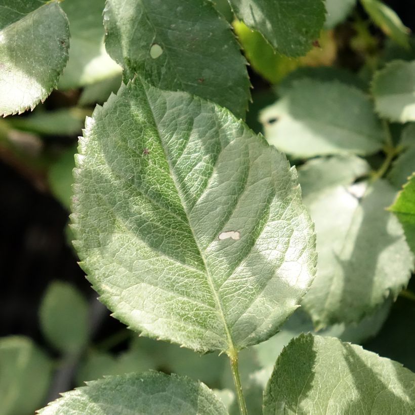 Rosier à grandes fleurs Victor Hugo (Laub)