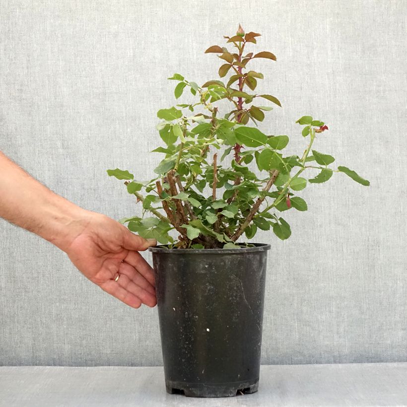 Exemplar von Rosier à grandes fleurs Victor Hugo Topf mit 4L/5L wie im Sommer geliefert