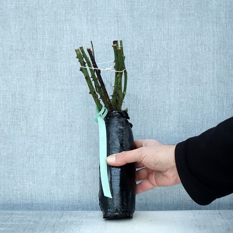 Exemplar von Rosa Ville de Chine - Edelrose Wurzelnackt in Beutel wie im Winter geliefert