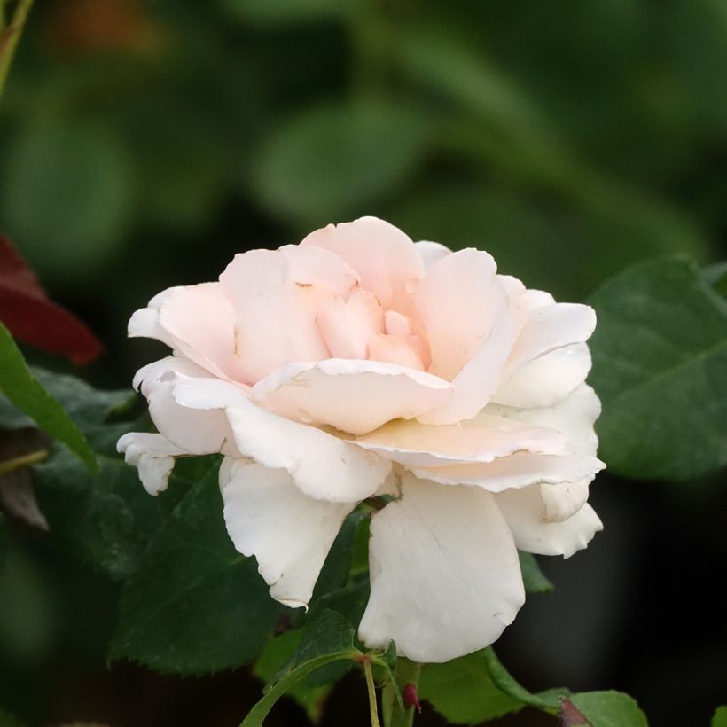 Rosa Ville de Fontenay-aux-Roses - Edelrose (Blüte)