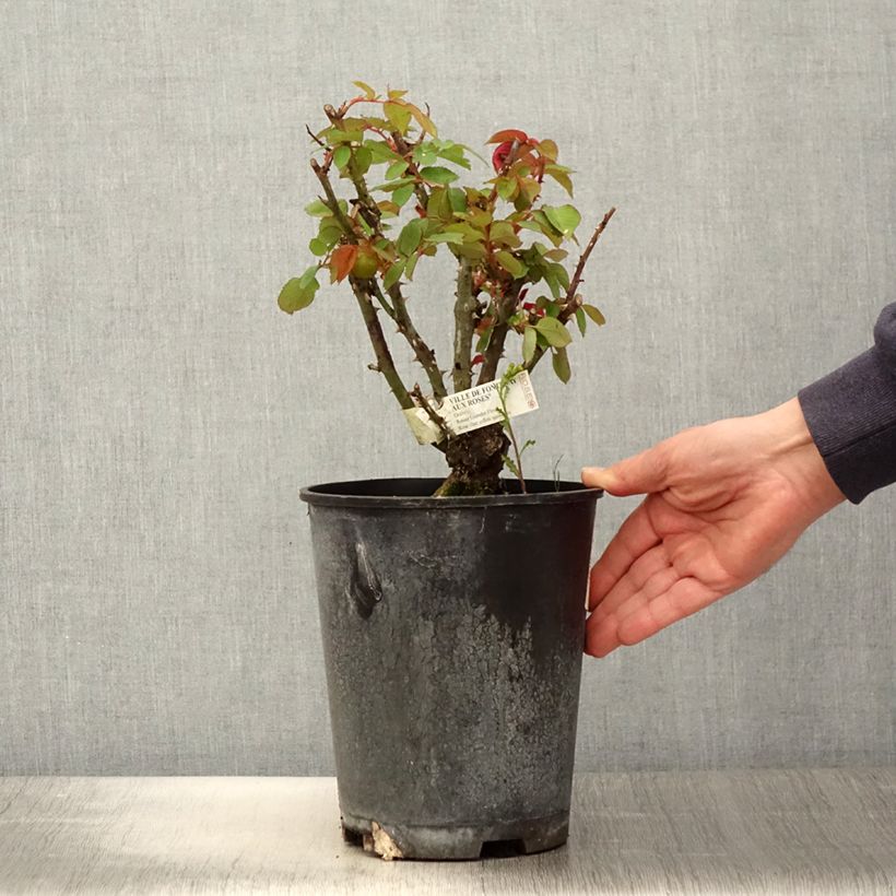 Example of Rosa Ville de Fontenay-aux-Roses - Edelrose Topf mit 4L/5L as you get in printemps