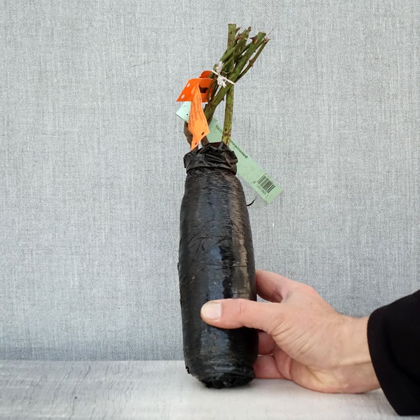 Exemplar von Rosa White Symphony - Edelrose Wurzelnackt in Beutel wie im Winter geliefert