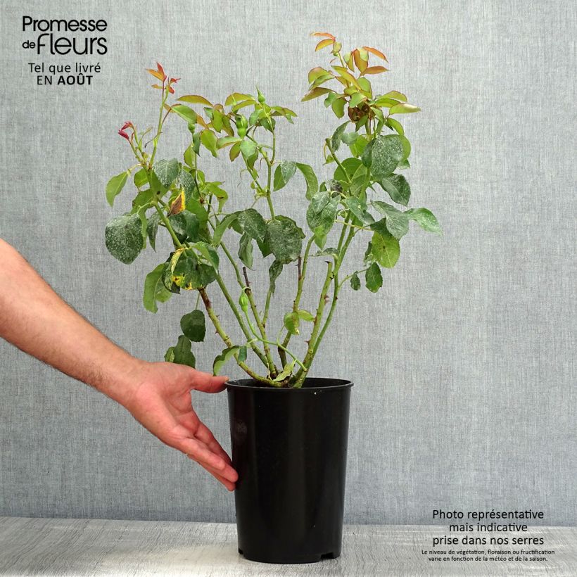 Exemplar von Rosa White Symphony - Edelrose Topf mit 4L/5L wie im Sommer geliefert