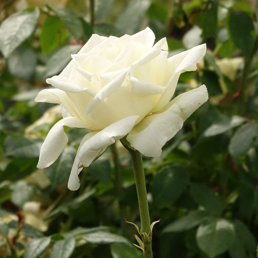 Rosa White Symphony - Edelrose (Blüte)