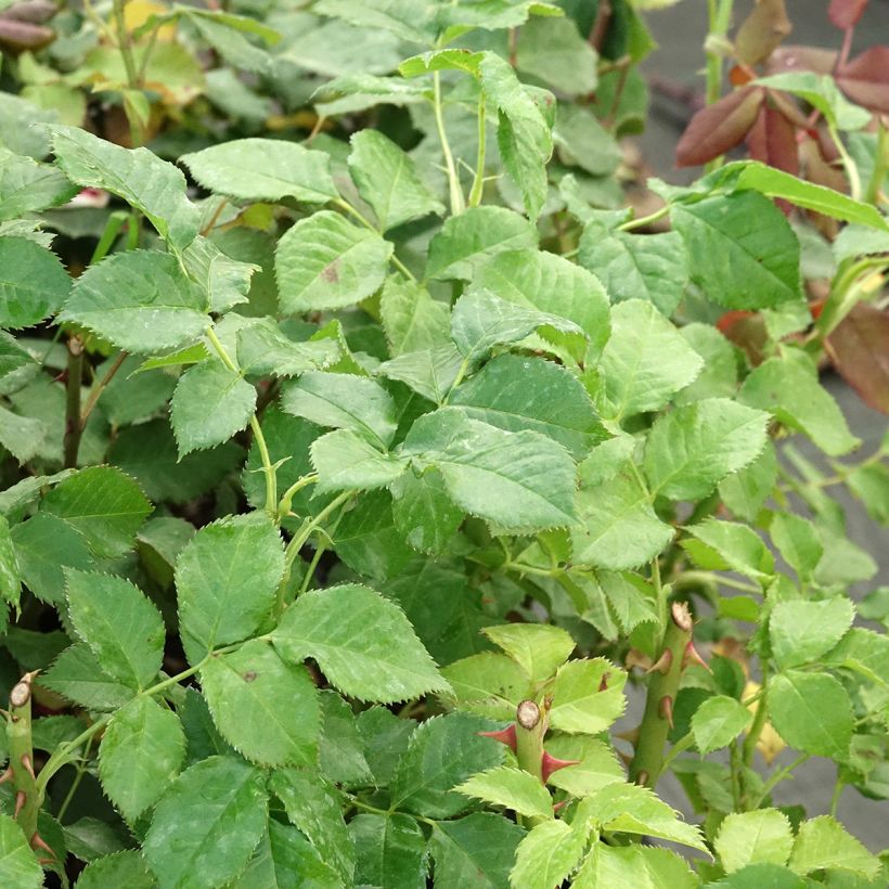 Rosa Yellowstone Oraleymy - Edelrose (Laub)