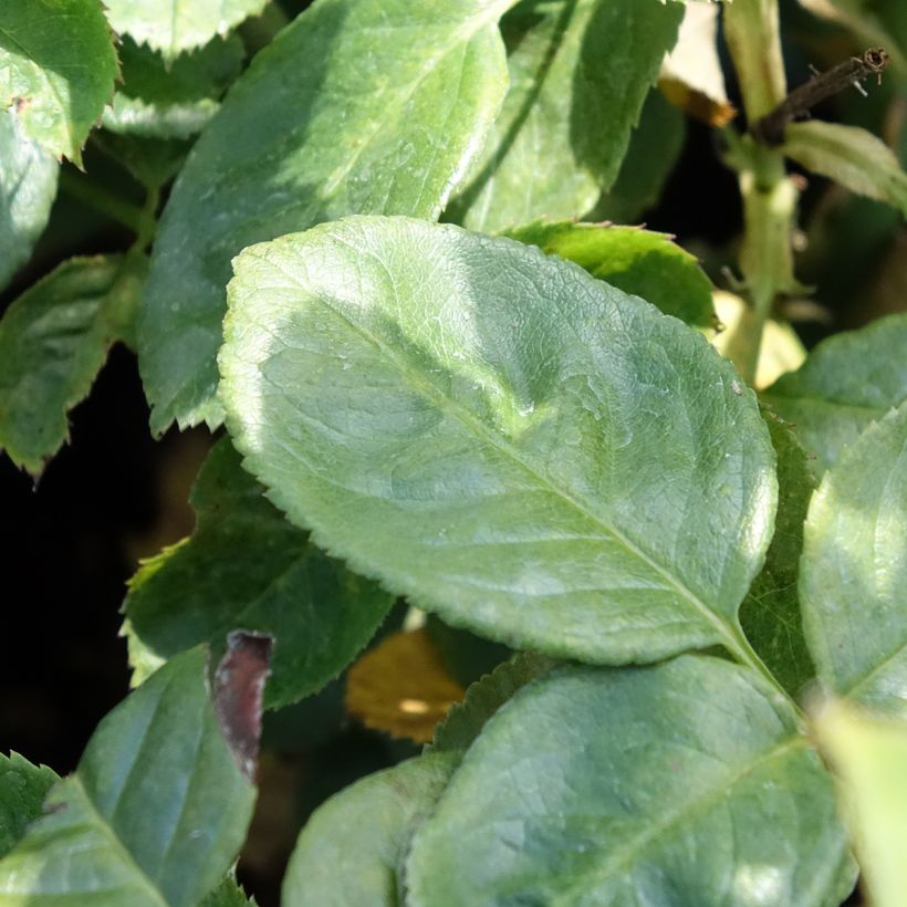 Rosa Arthur Bell - Beetrose (Laub)