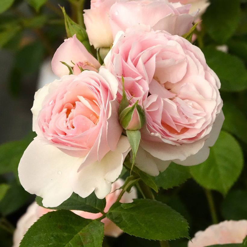 Rosa Pear - Beetrose (Blüte)
