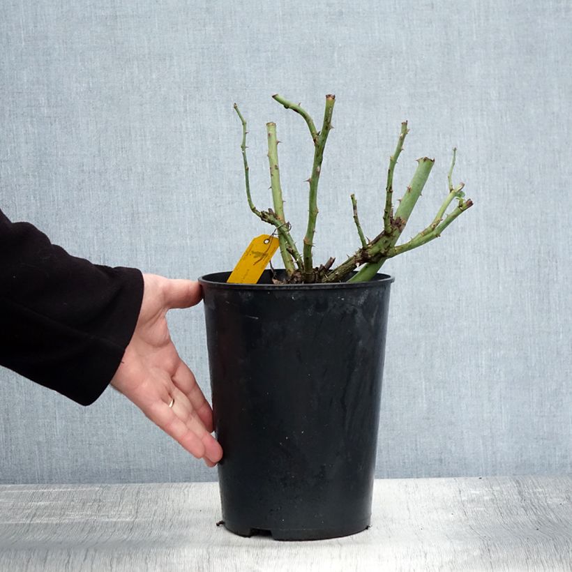 Exemplar von Rosier à massif Sophie Luise Pot de 4L/5L wie im Herbst geliefert