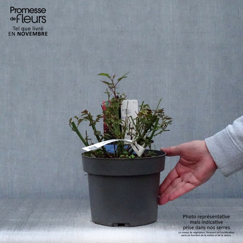 Exemplar von Rosier à patio Everglow Ruby  Pot de 4L/5L wie im Herbst geliefert