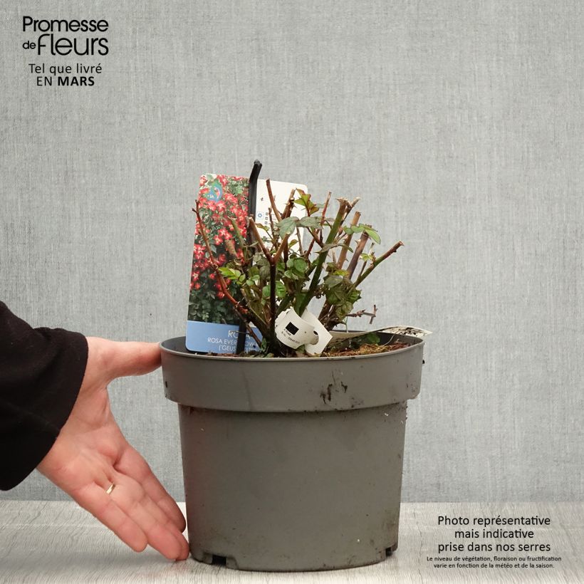 Example of Rosa Everglow Ruby - Beetrose Topf mit 4L/5L as you get in printemps