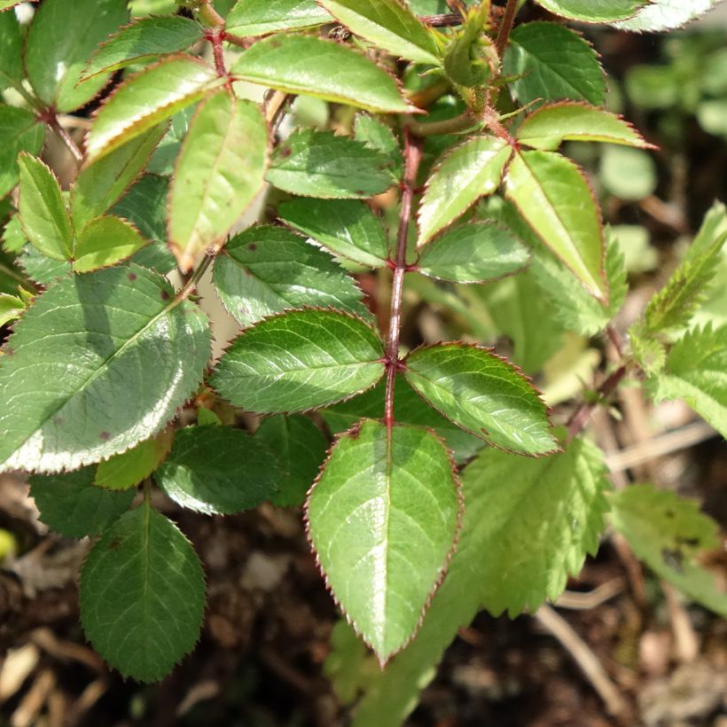 Rosa Everglow Ruby - Beetrose (Foliage)