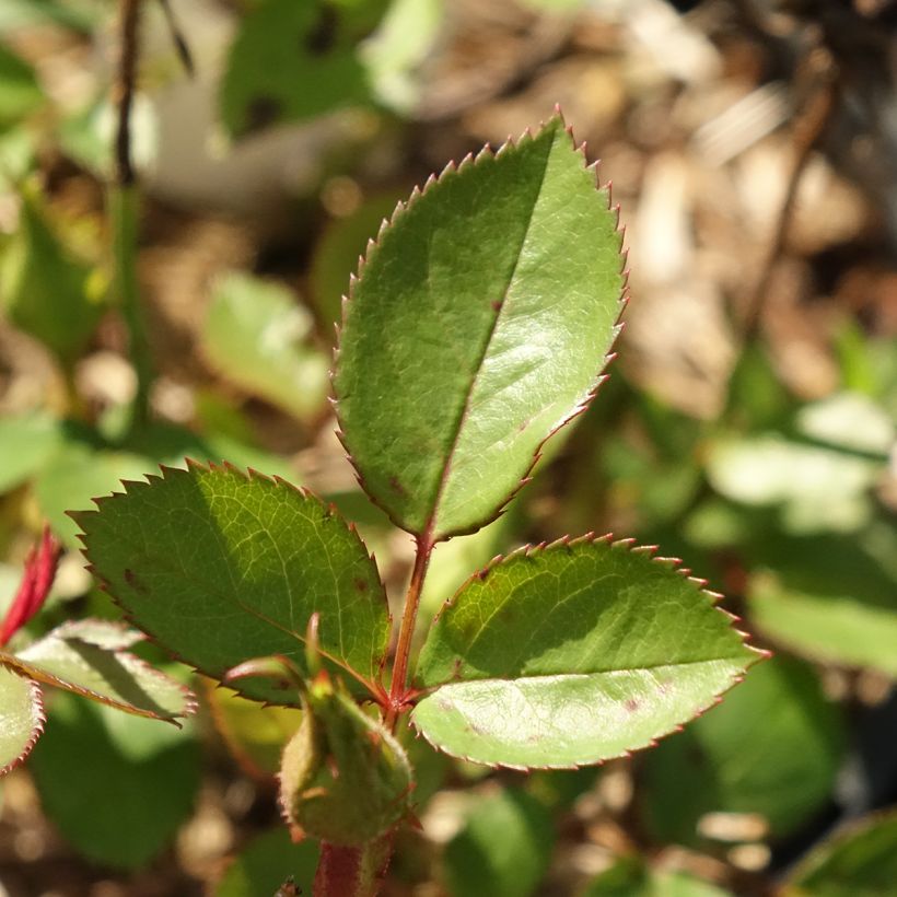 Rosa Tiramisu Bio - Beetrose (Foliage)