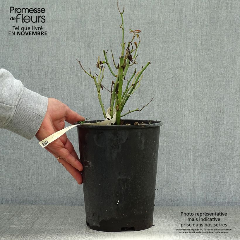 Exemplar von Rosier à pétales comestibles Tiramisu Bio Pot de 4L/5L wie im Herbst geliefert