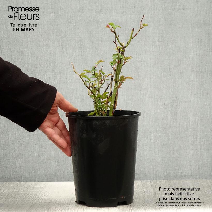 Example of Rosa Tiramisu Bio - Beetrose Topf mit 4L/5L as you get in printemps