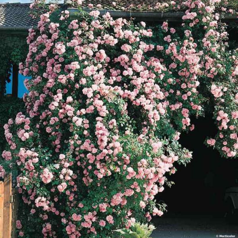 Rosa wichuraiana Albertine - Kletterrose (Wuchs)