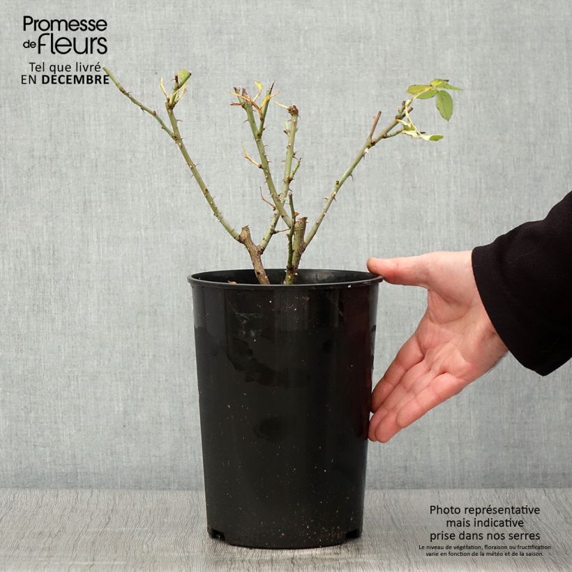 Exemplar von Rosa alba Suaveolens - Historische Rose Topf mit 4L/5L wie im Herbst geliefert